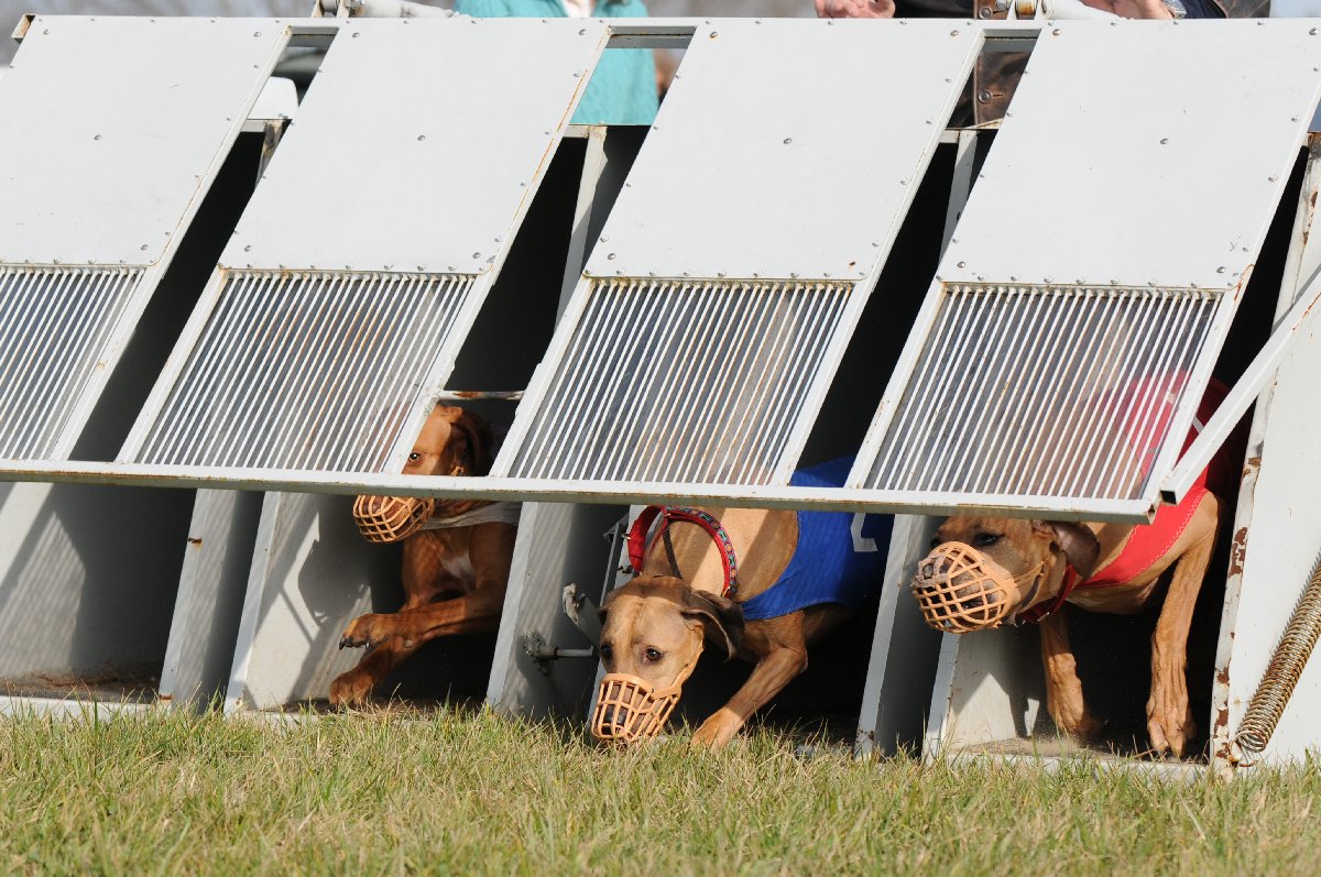 photo of dogs being released from the box
